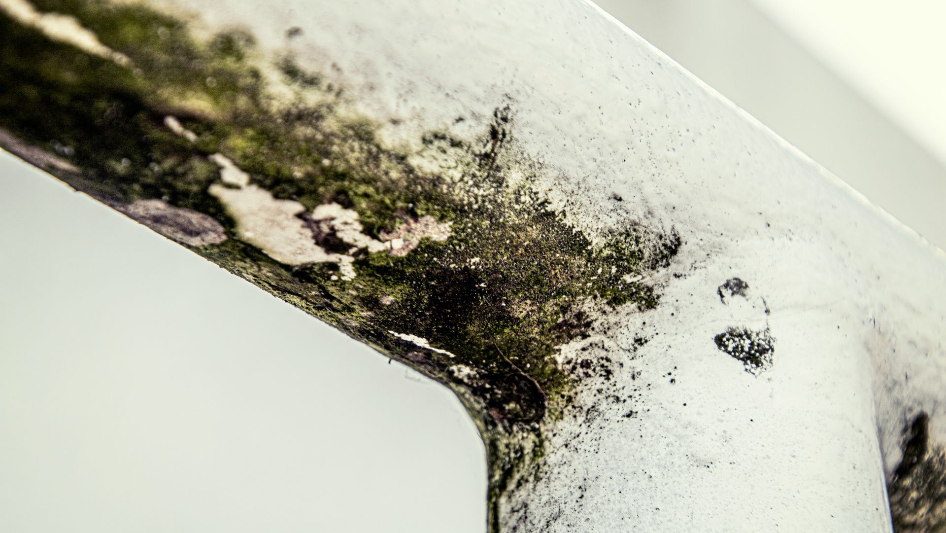 Mold and black mildew growing on a white wall corner and ceiling edge
