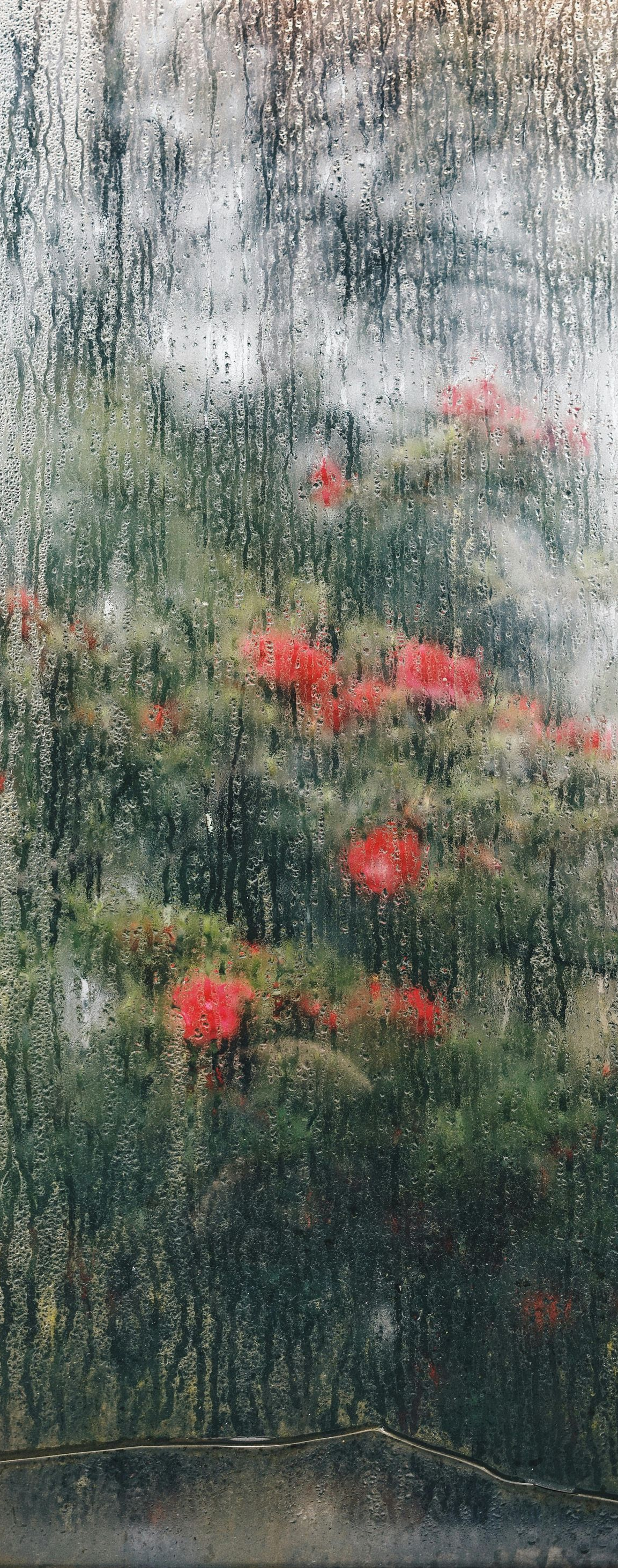 Red flowers behind a rain-streaked glass door or window