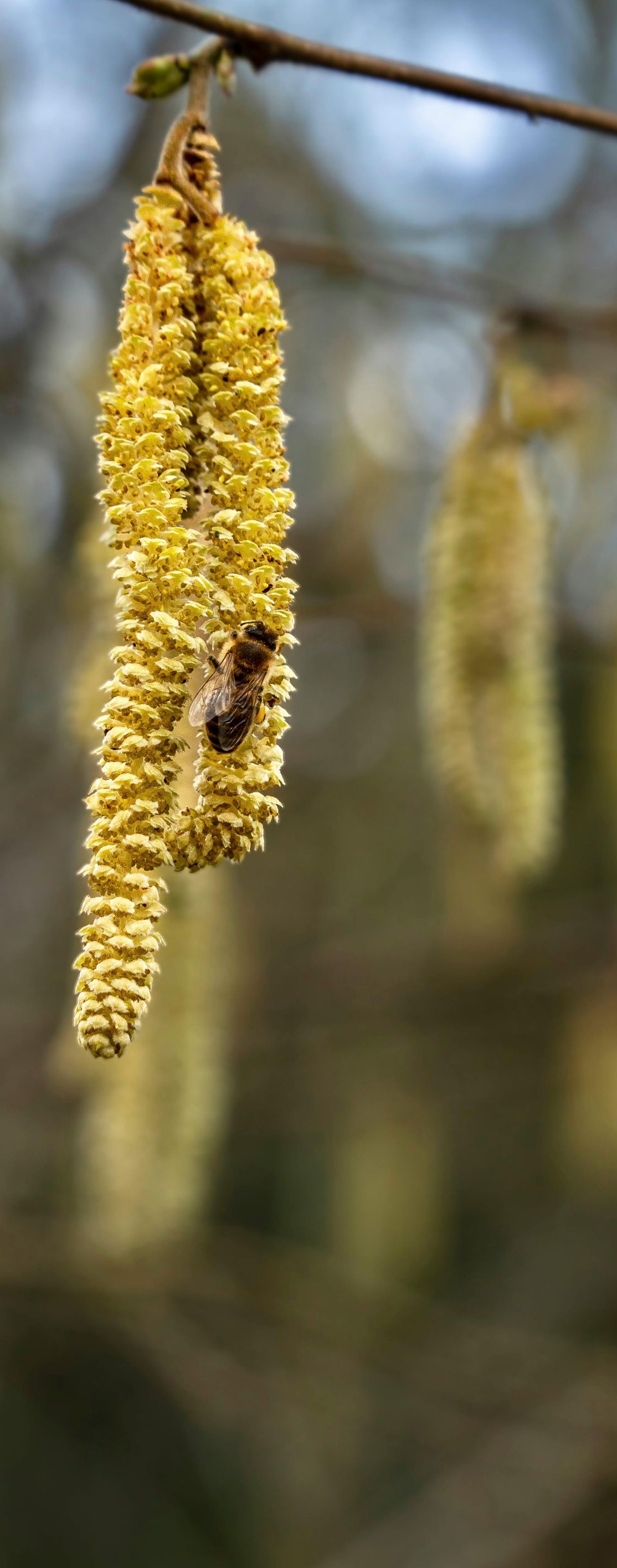 Close-up of yellow hanging catkins on a tree branch in soft spring light