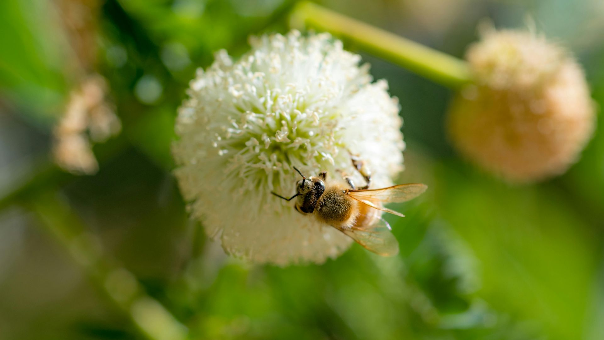 Bee on a white clover flower with green blurred background