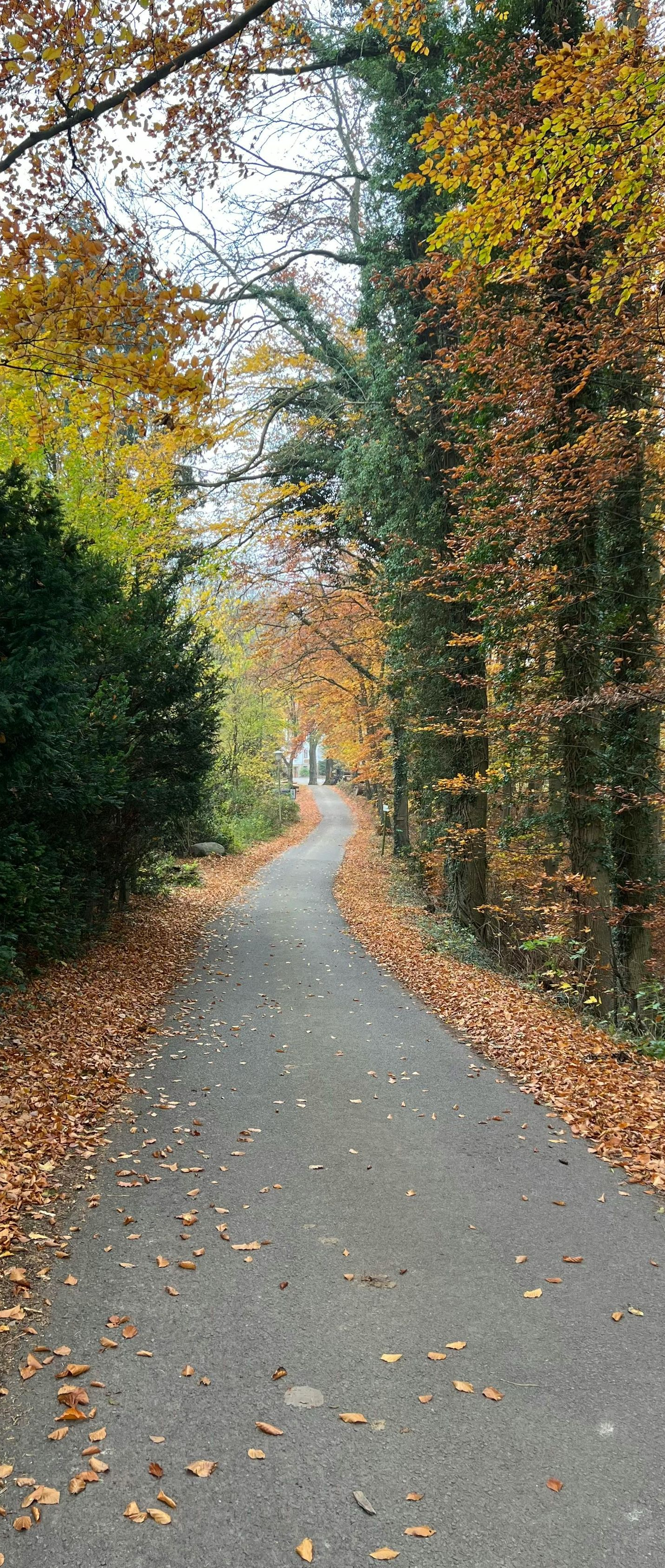 Leaf-lined paved path through autumn trees in a wooded park
