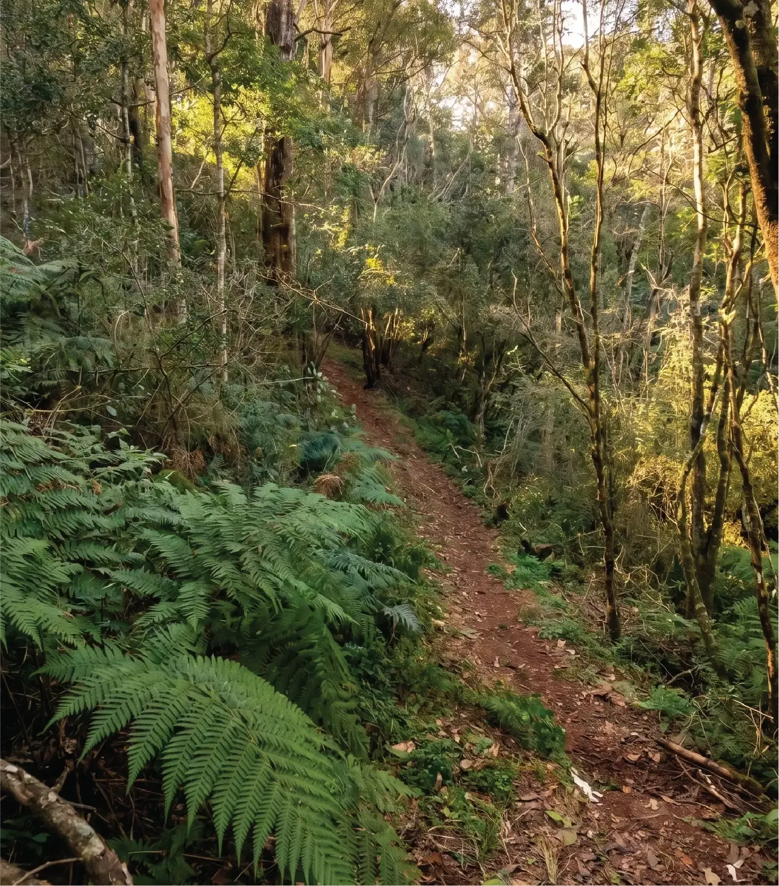 Walk through the forest