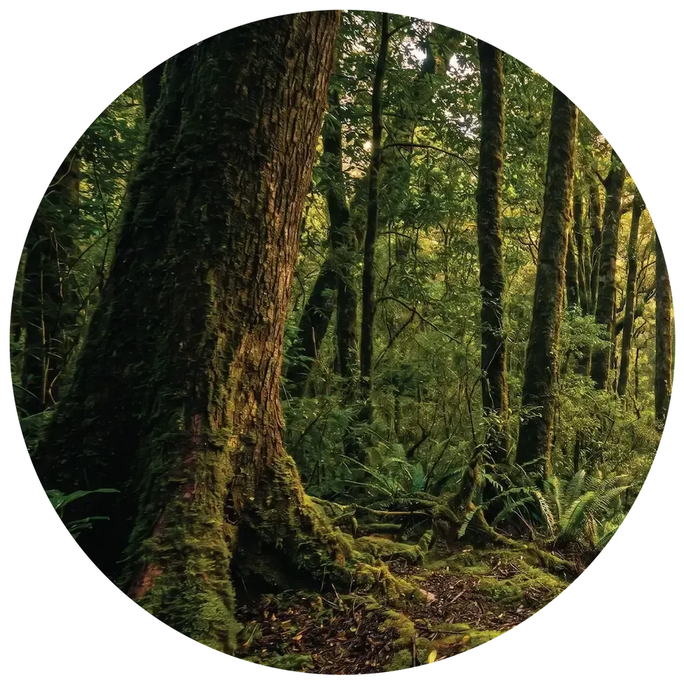 Ehlatini Karkloof forrest