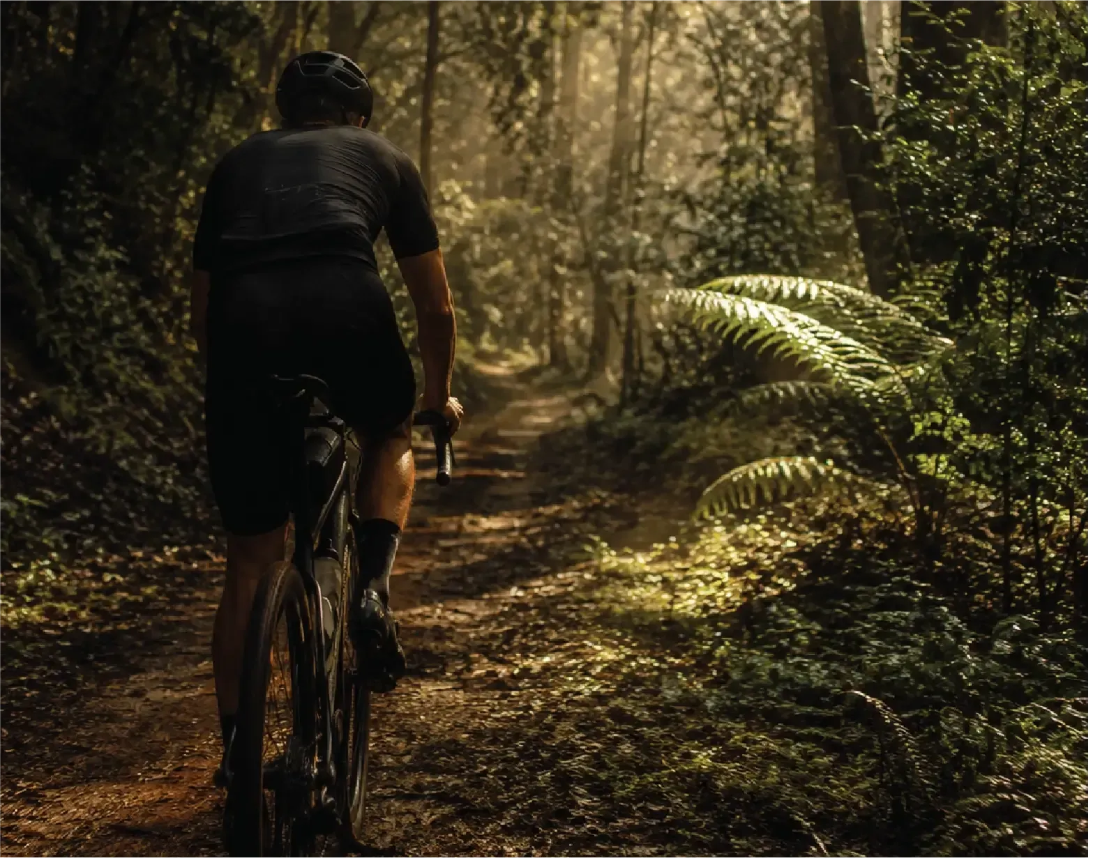 Walk through the forest