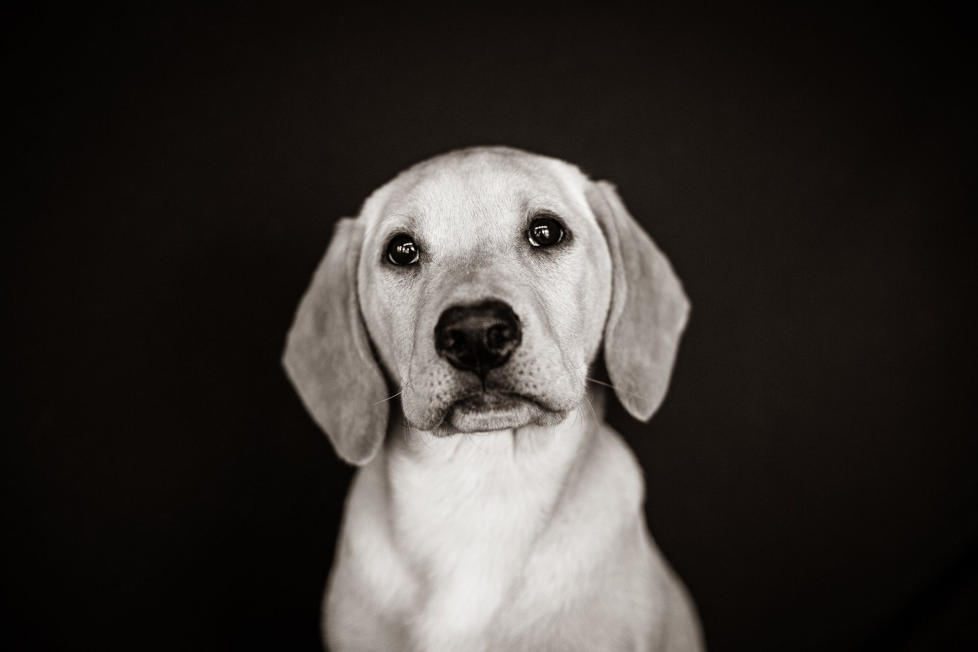 A black and white photo of a dog looking at the camera.