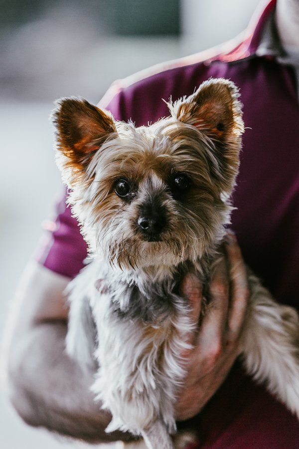 A person is holding a small dog in their arms.