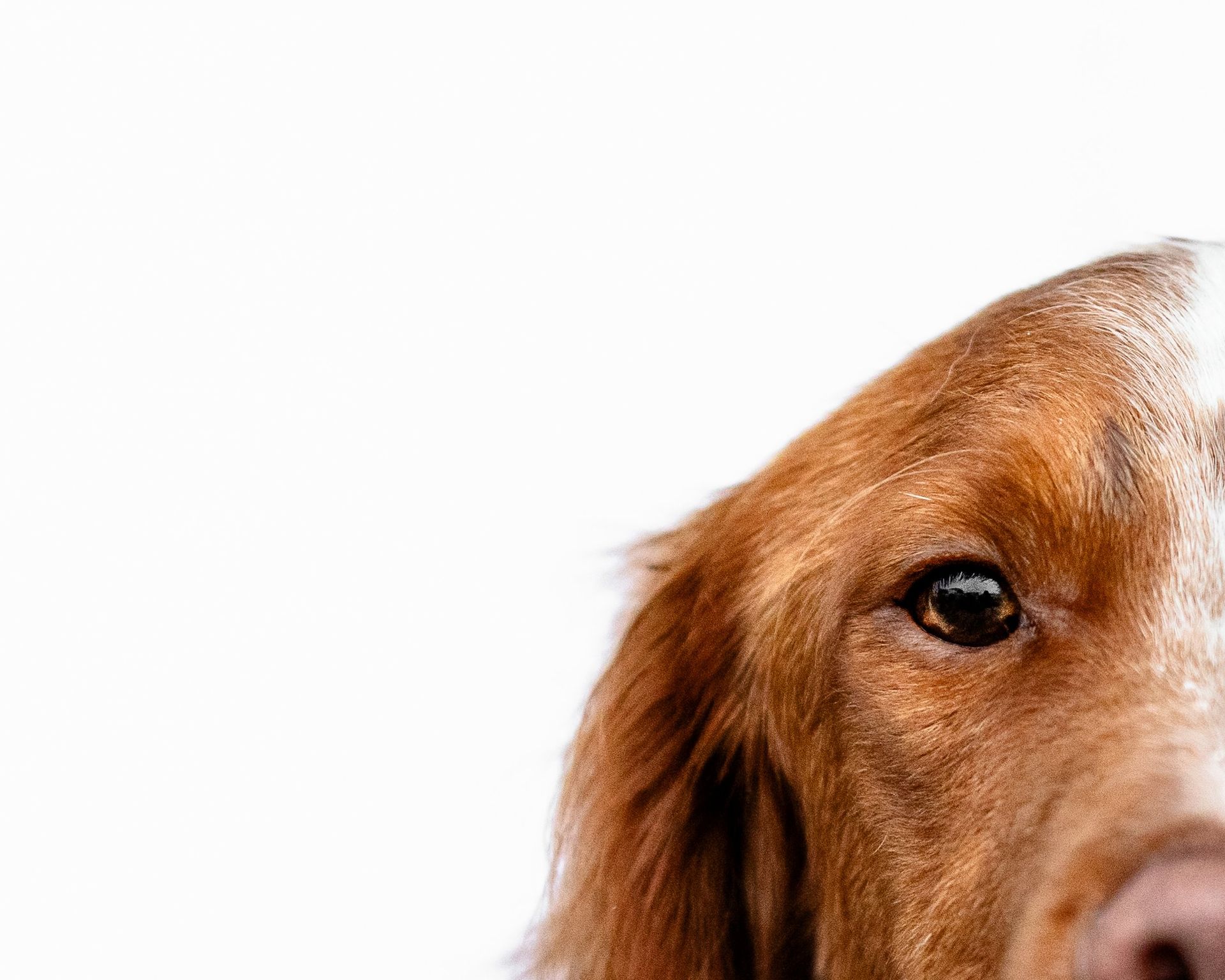 A close up of a brown and white dog 's face on a white background.
