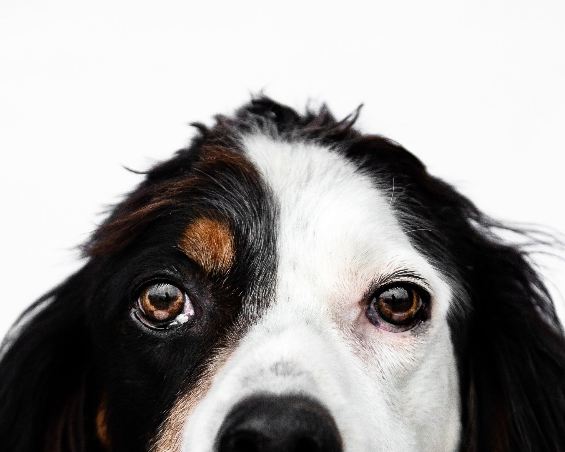A close up of a black and white dog looking at the camera.