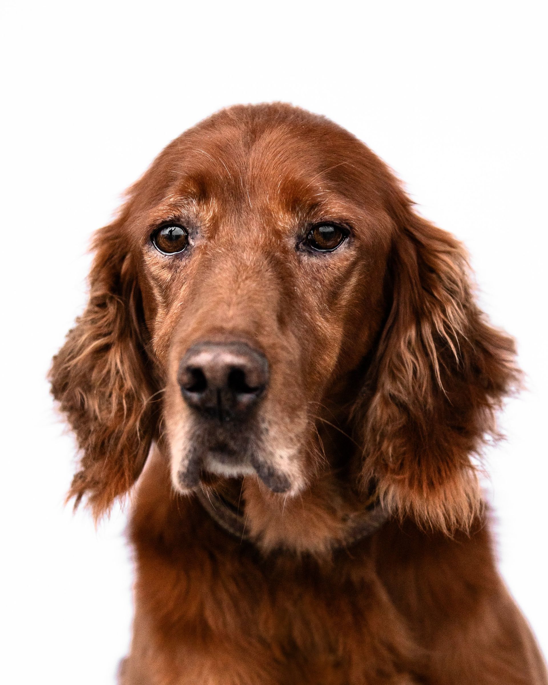 A close up of a brown dog 's face on a white background