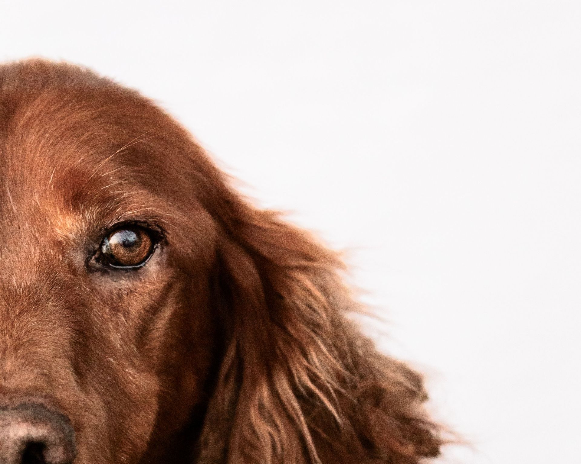 A close up of a brown dog 's face on a white background.