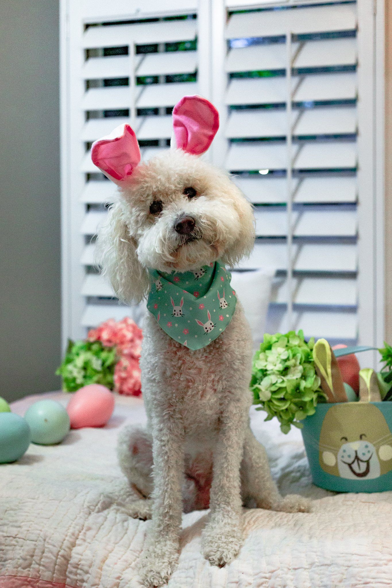 A small white dog wearing bunny ears and a bandana is sitting on a bed.