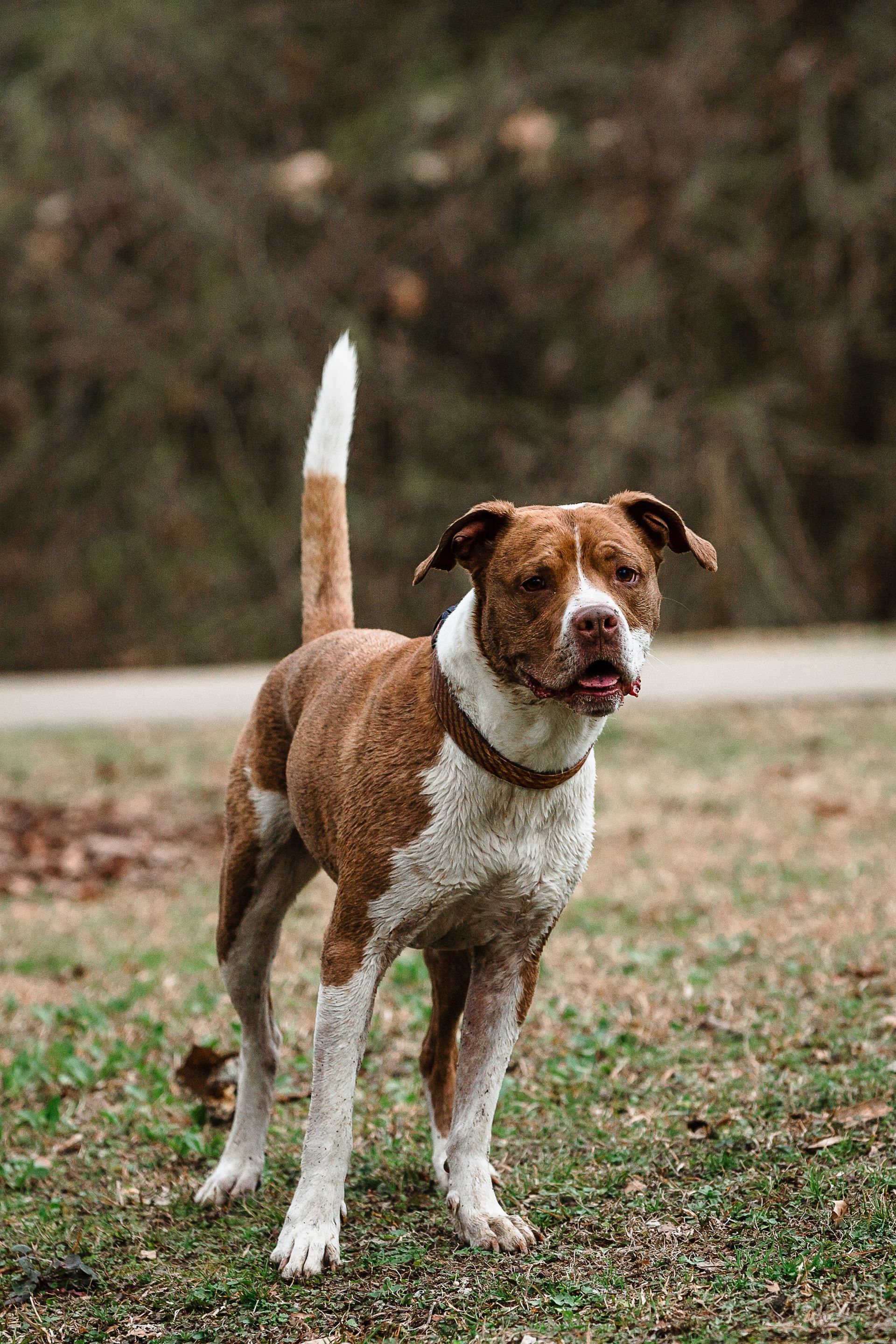 A brown and white dog is standing in the grass.