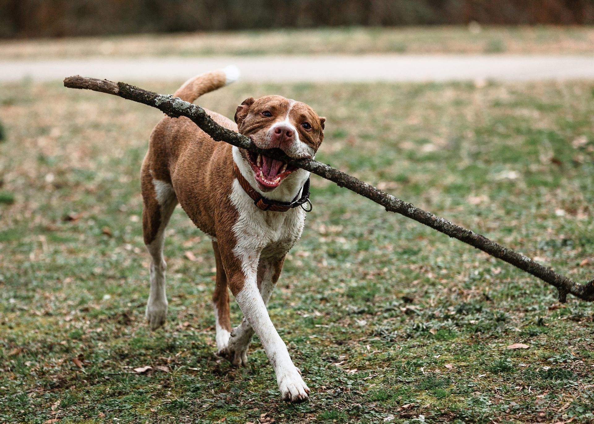A brown and white dog is holding a large stick in its mouth.