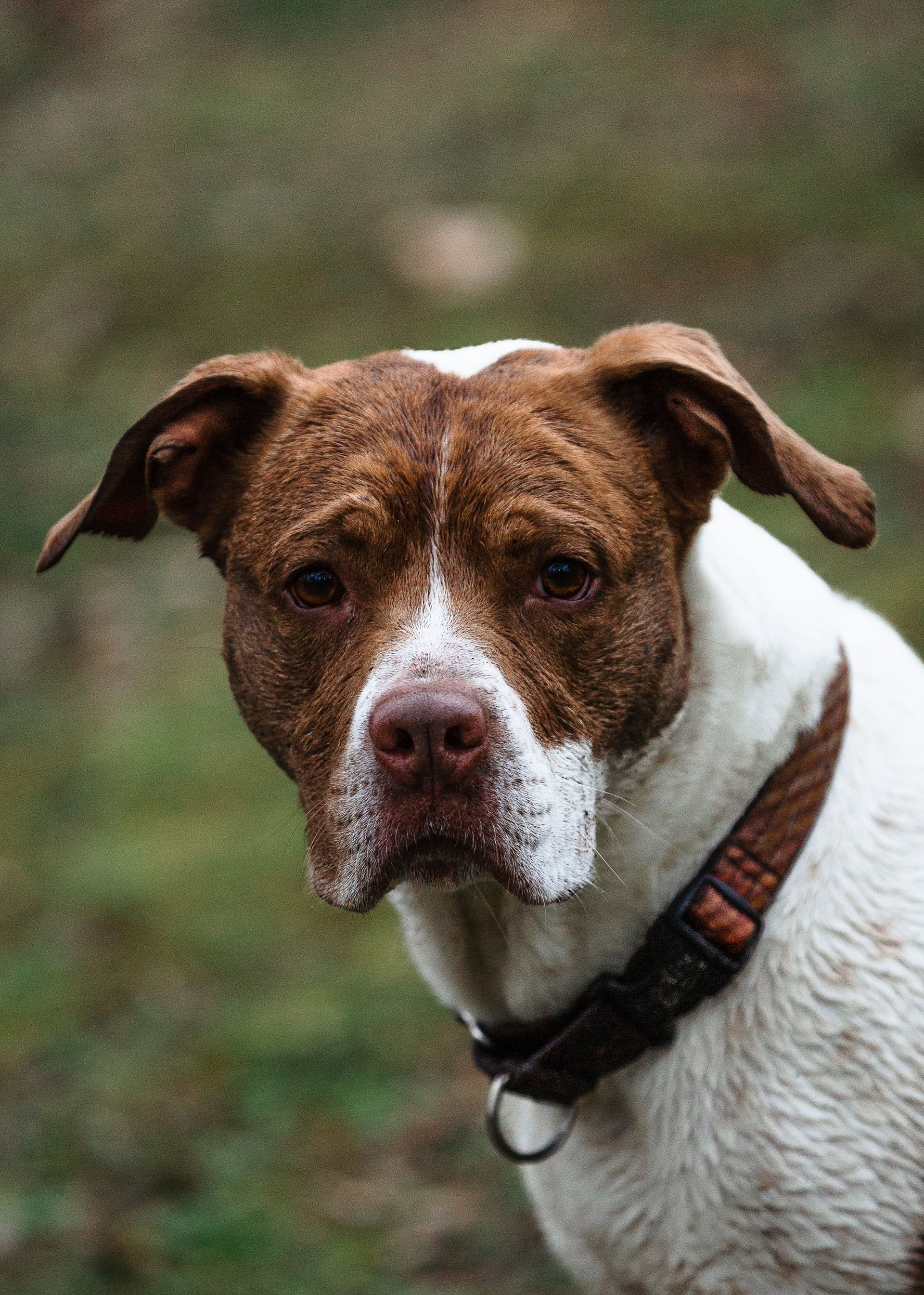 A brown and white dog with a collar is looking at the camera.