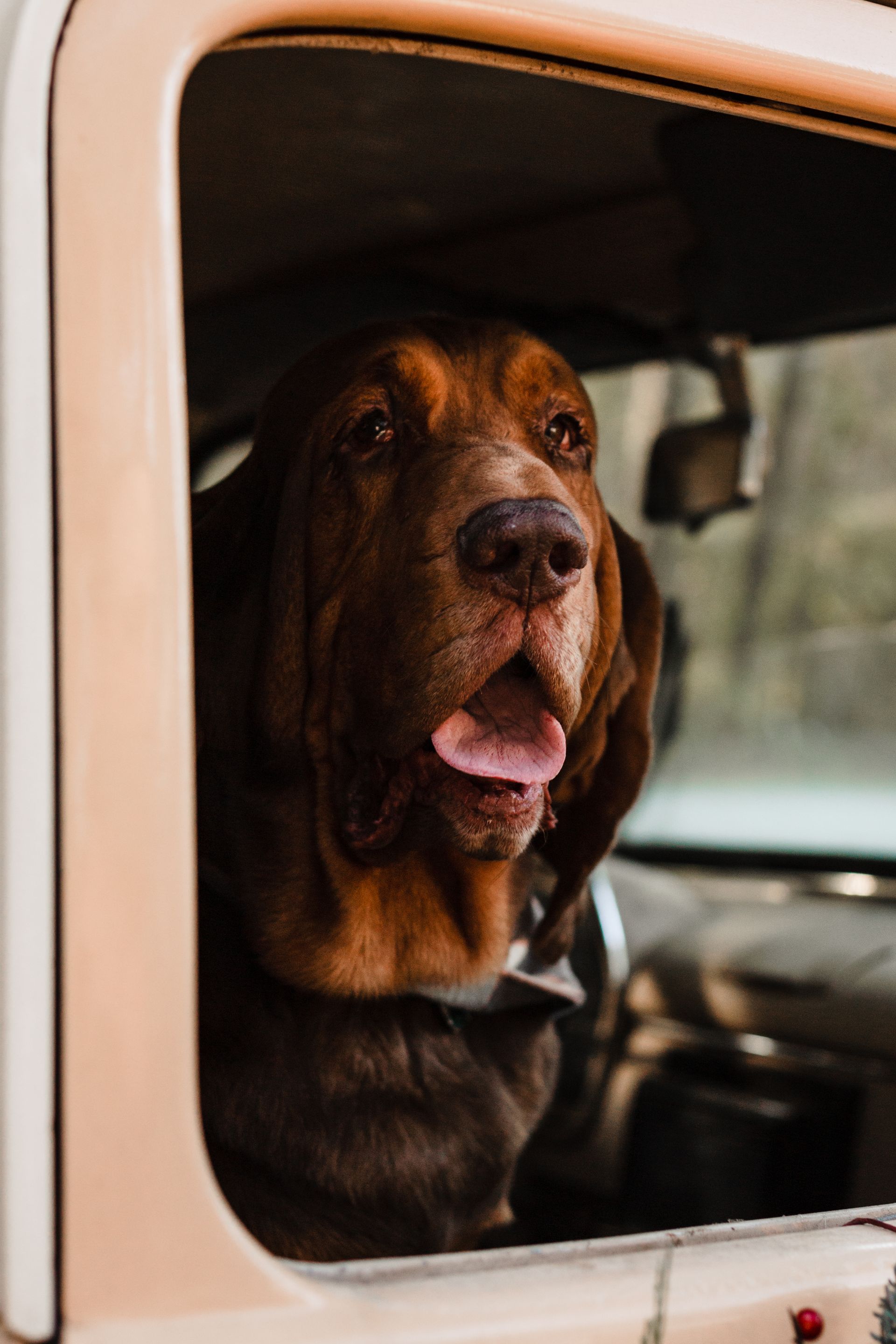 A bloodhound is looking out the passenger window of a vehicle.
