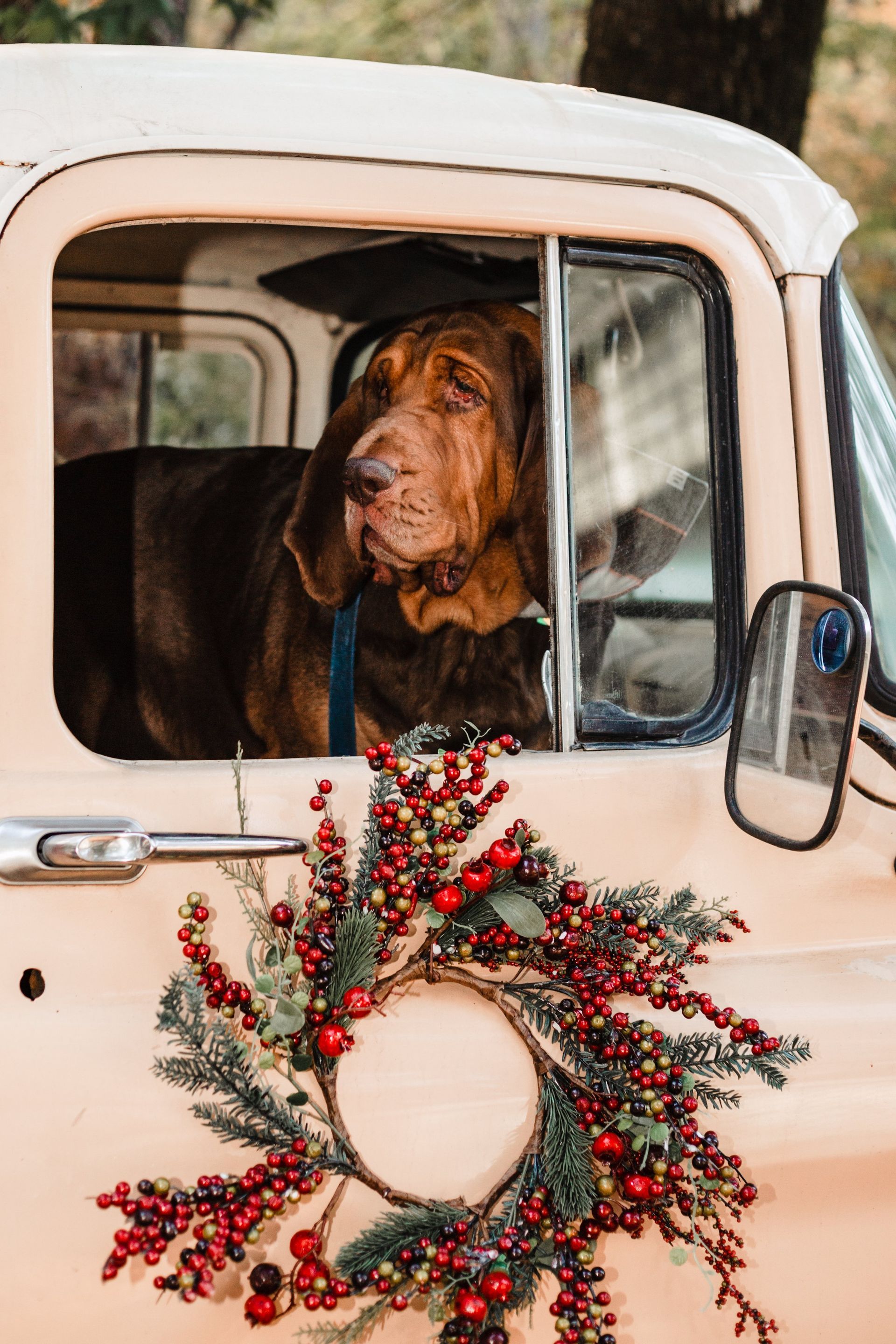 A dog is sitting in a truck with a christmas wreath on the door.
