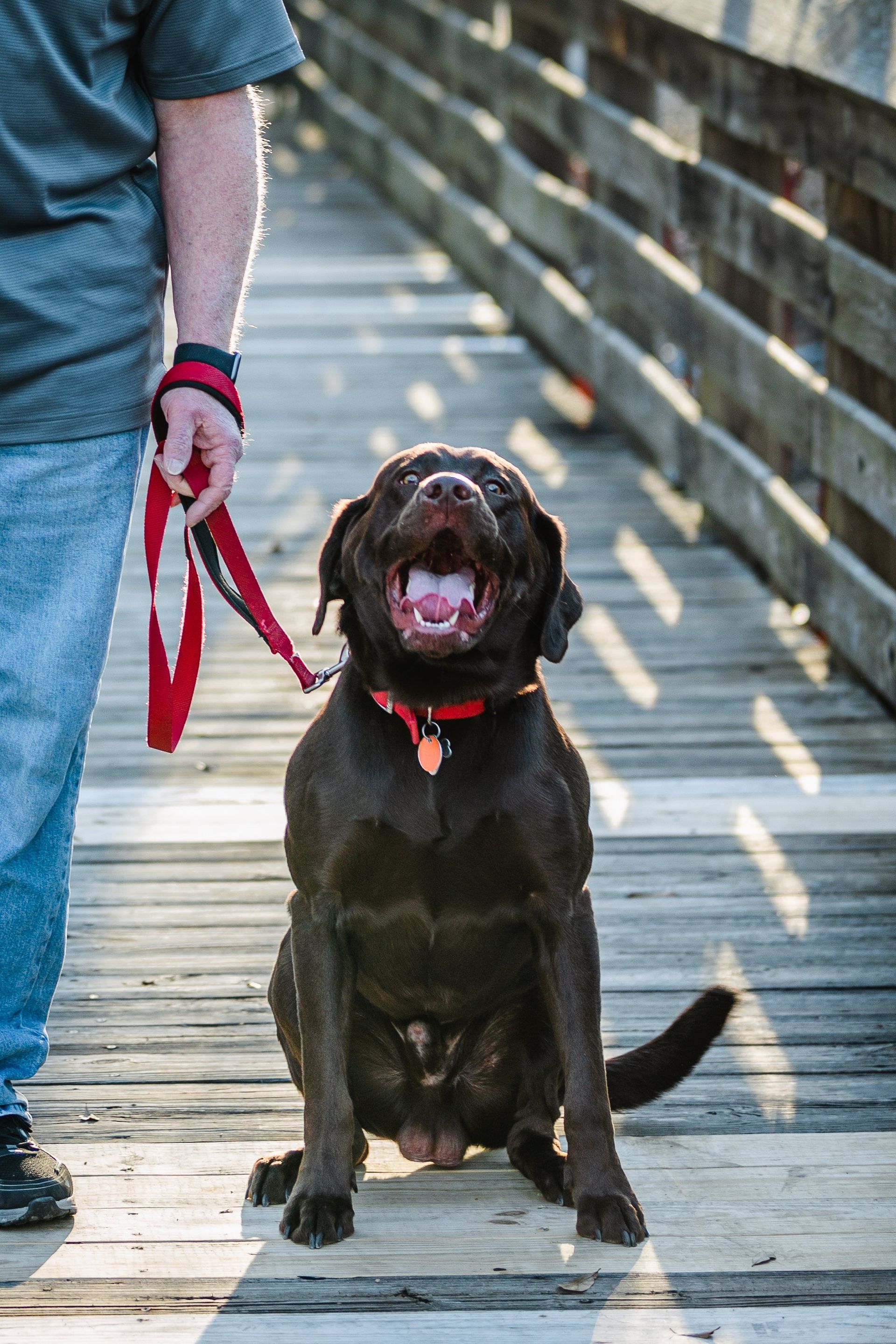A man is walking a dog on a leash on a wooden bridge.