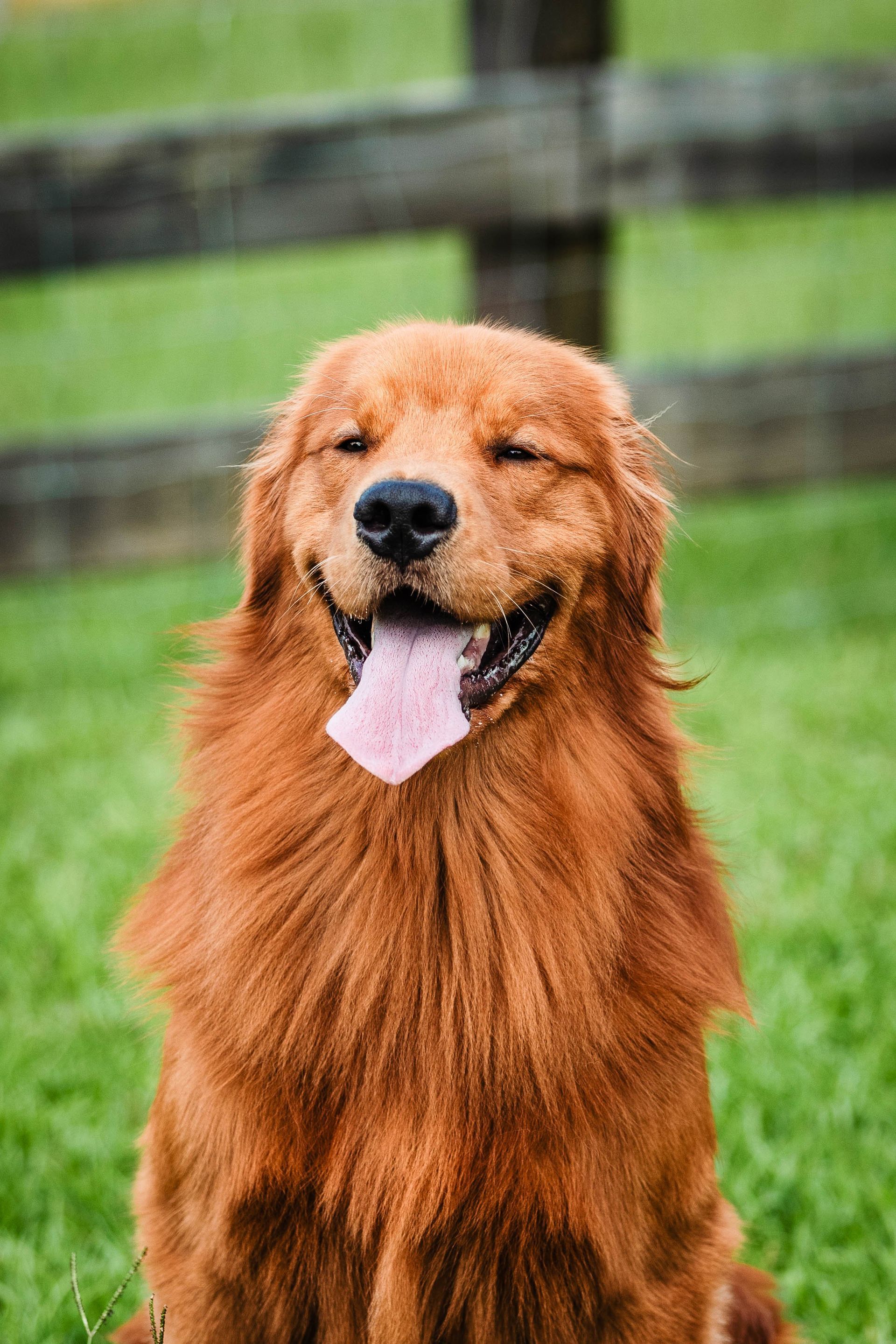 A brown dog is sitting in the grass with its tongue hanging out.