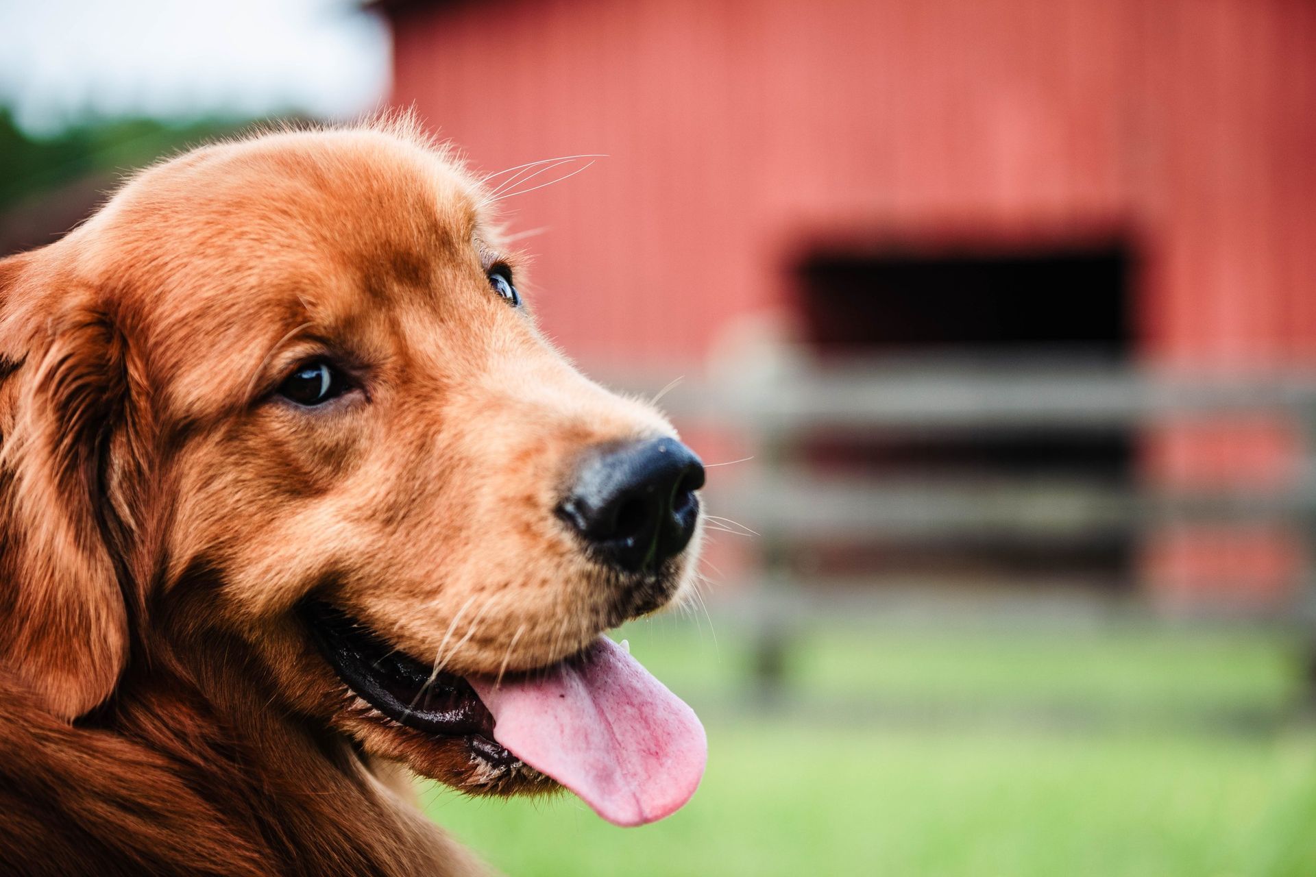 A close up of a dog with its tongue out in front of a red barn.
