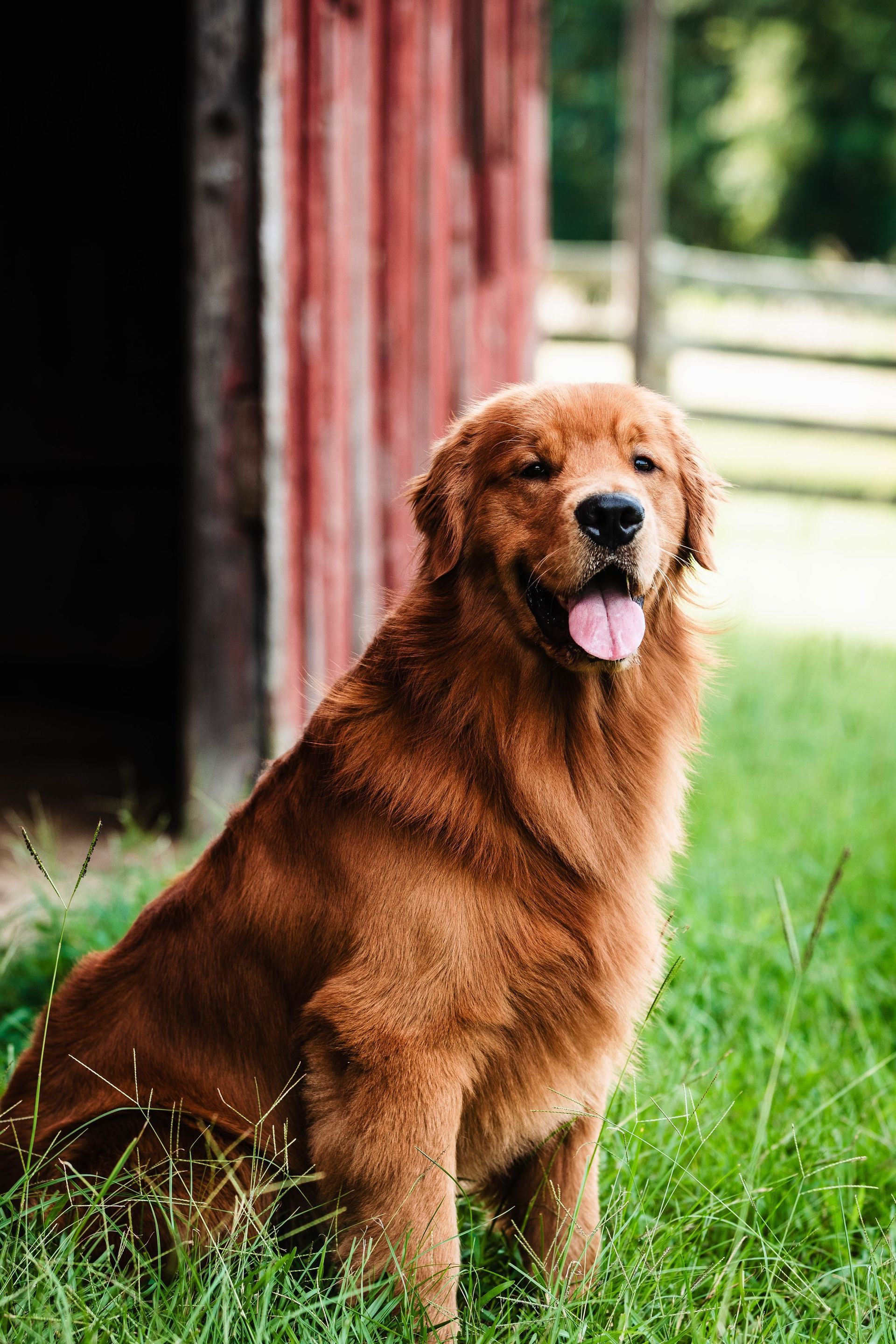 A brown dog is sitting in the grass in front of a red barn.