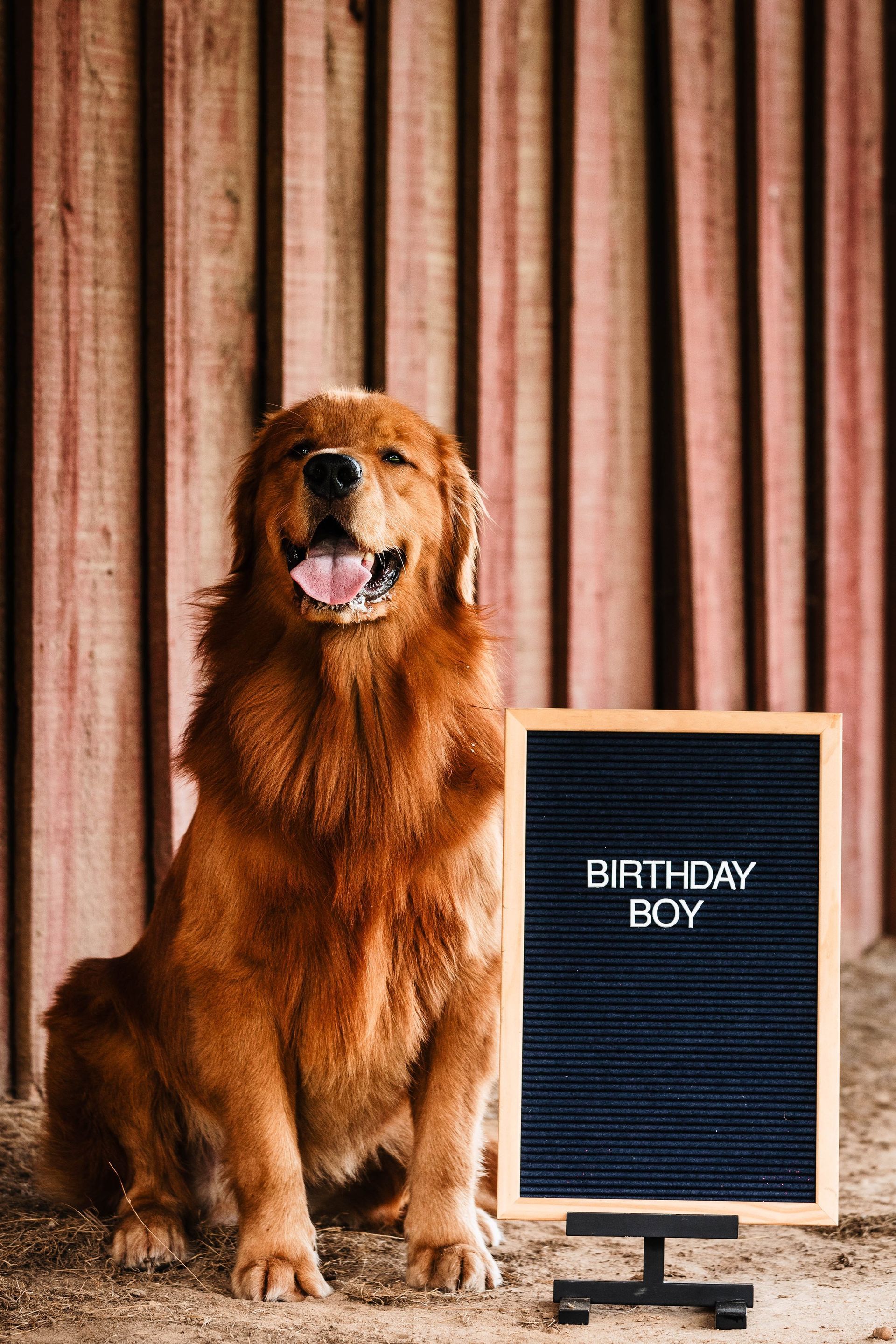 A dog is sitting next to a letter board that says `` birthday boy ''.