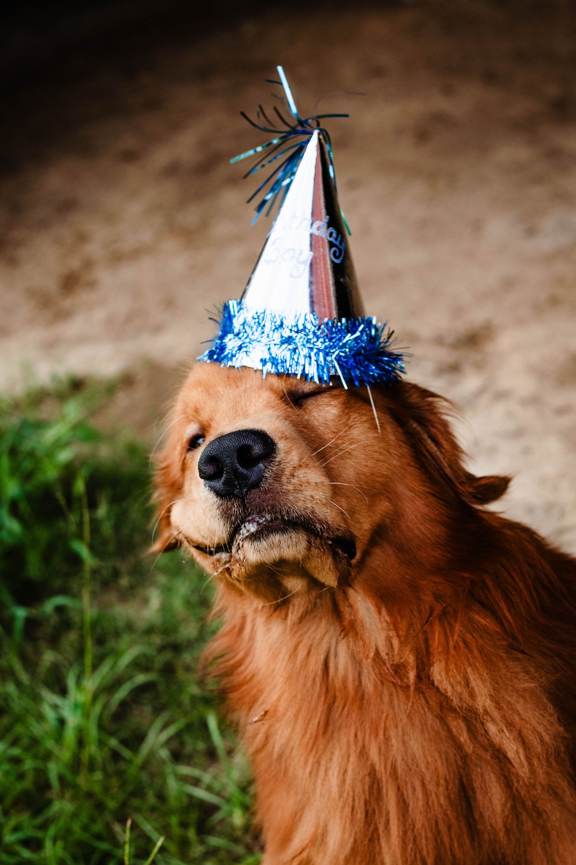 A brown dog wearing a blue and white party hat.