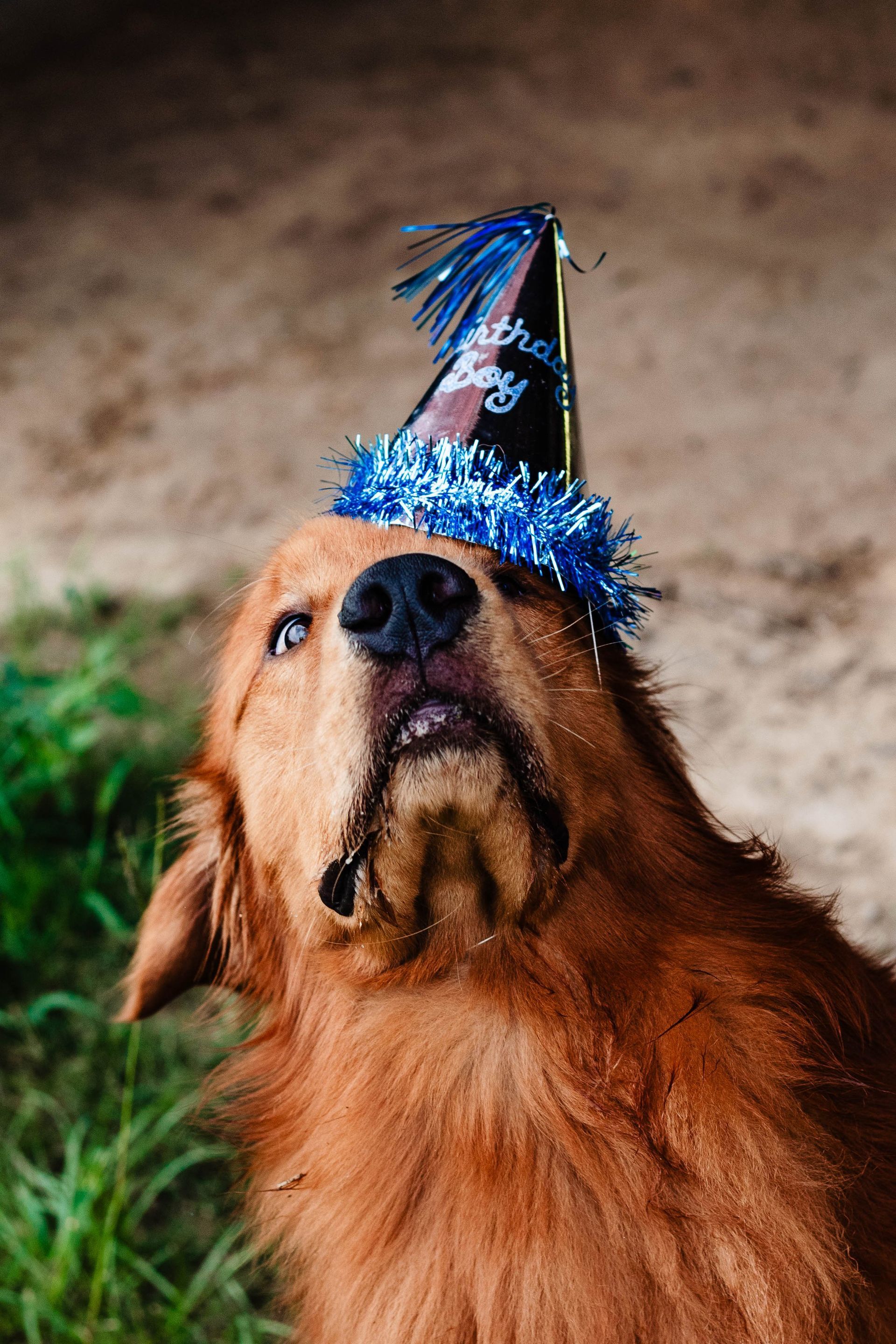 A brown dog wearing a birthday hat is looking up.