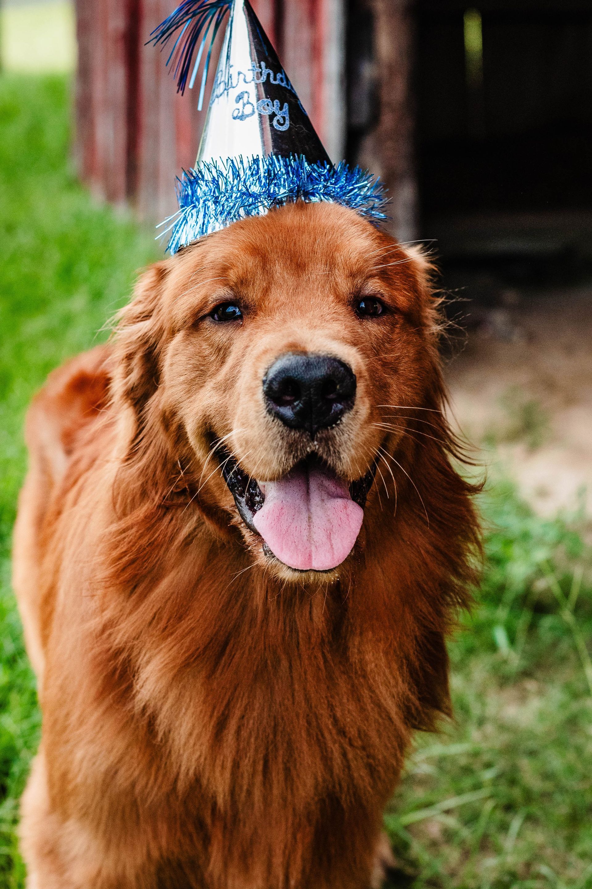 A brown dog wearing a birthday hat is sitting in the grass.