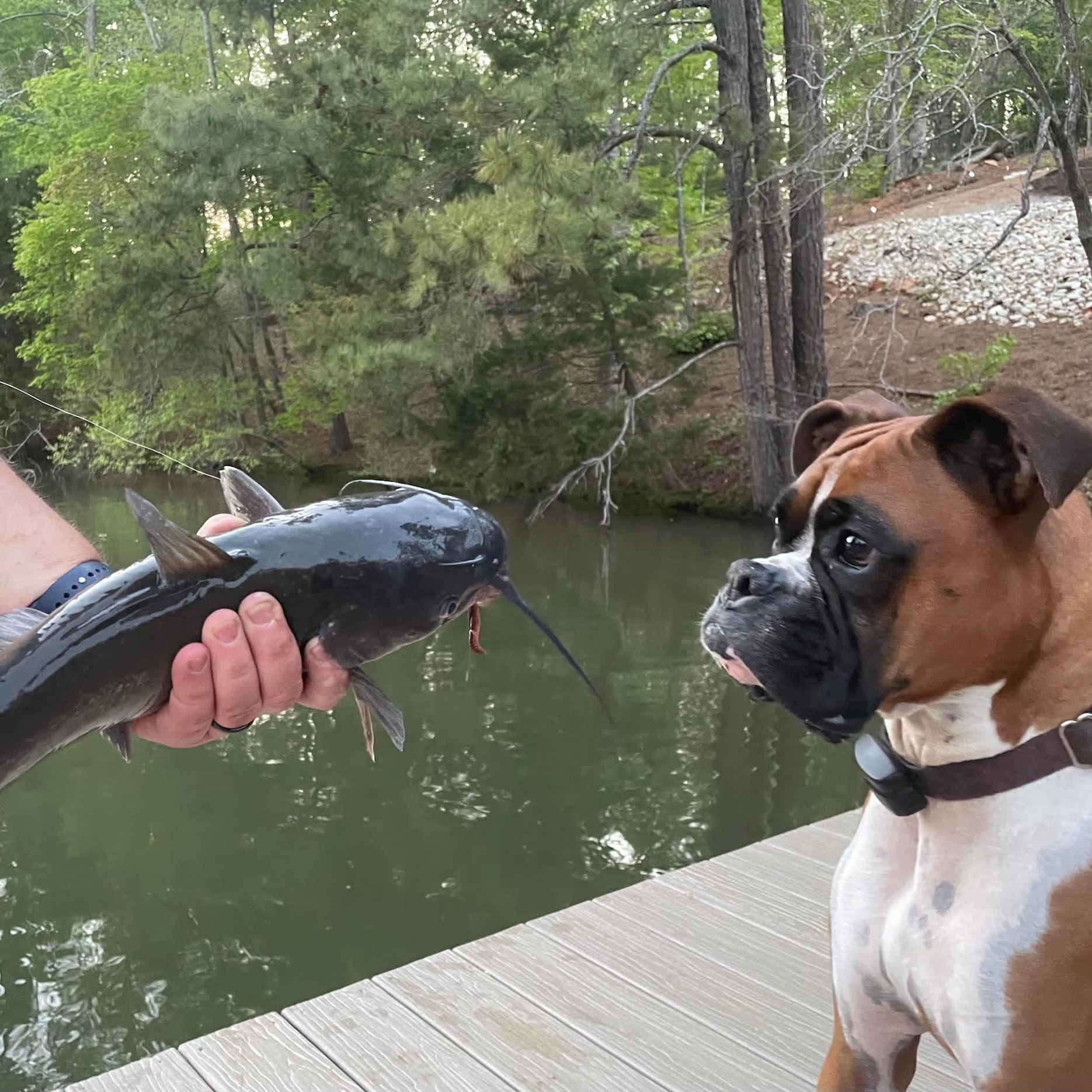 Brown boxer dog on a wooden dock staring at a large catfish at Lake Gaston.