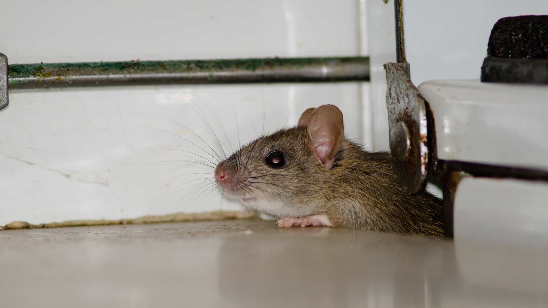 Mouse peeking out from under a white cabinet on a tiled floor