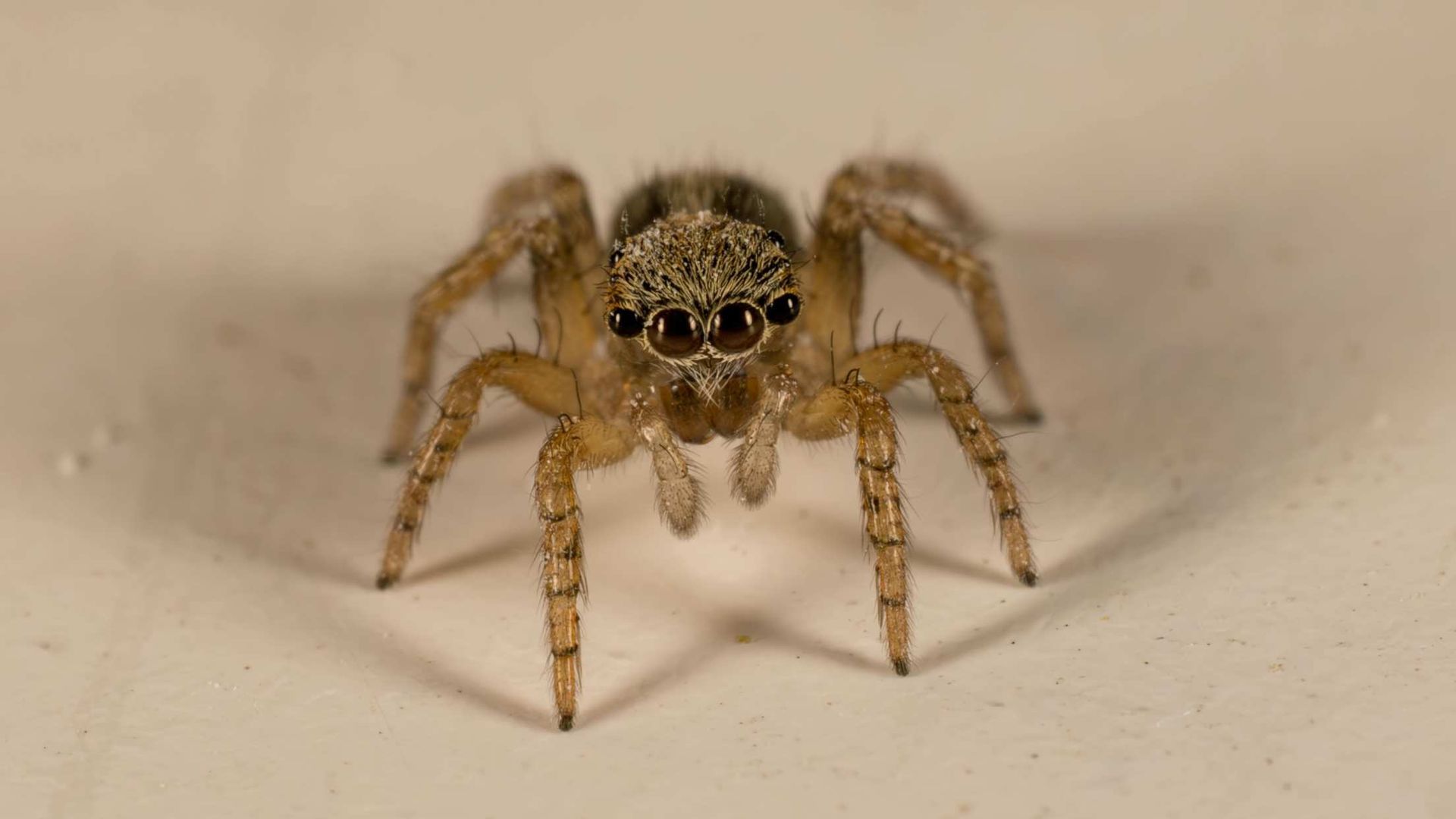 Close-up of a tan jumping spider on a light surface, facing forward with bright eyes.