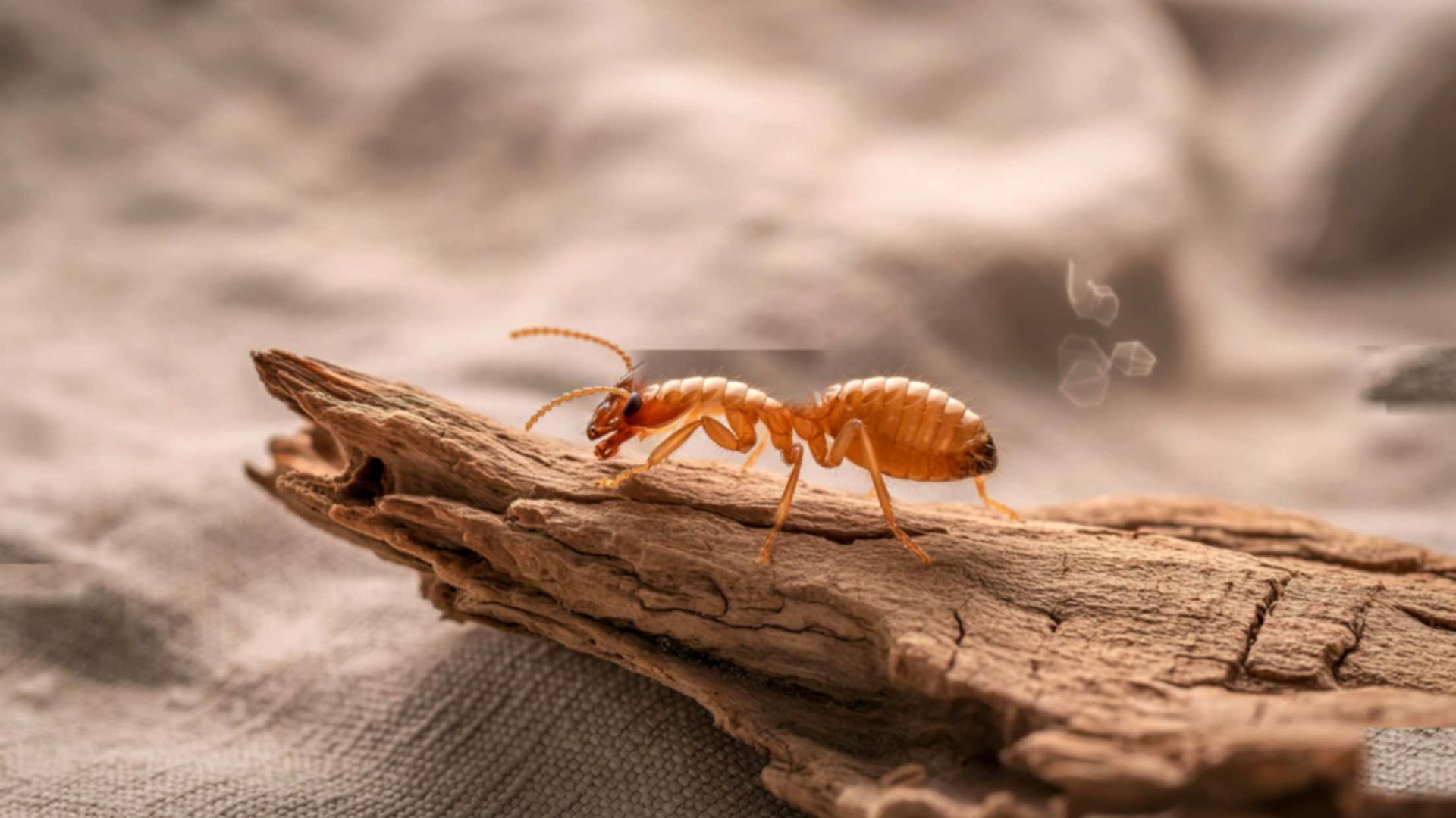 Orange ant on a weathered log in a sandy, blurred natural setting