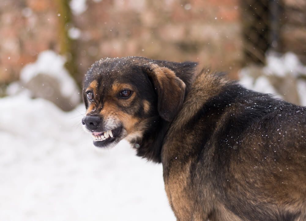 Can I file a personal injury claim for a dog bite injury?