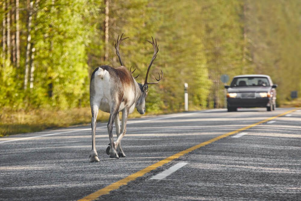 What happens when someone hits you when avoiding a deer?