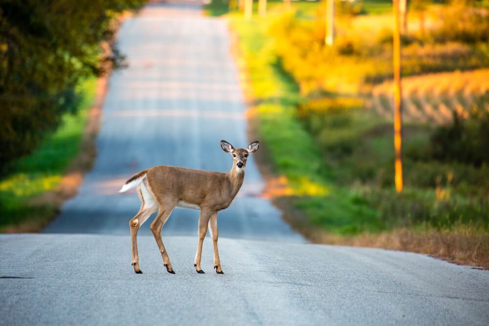 Is hitting a deer an at-fault accident?
