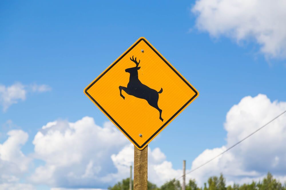 Can poor road design affect a deer accident claim?