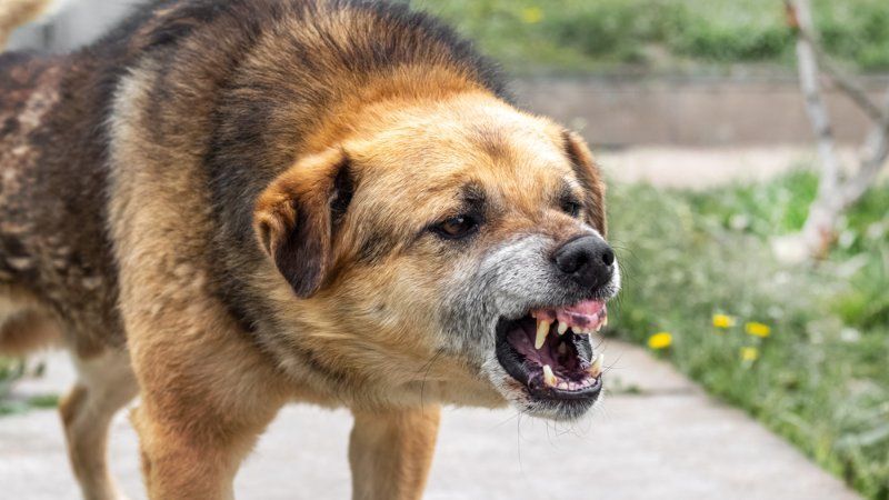 A medium-sized dog with brown and black fur stands outdoors, snarling and baring its teeth.