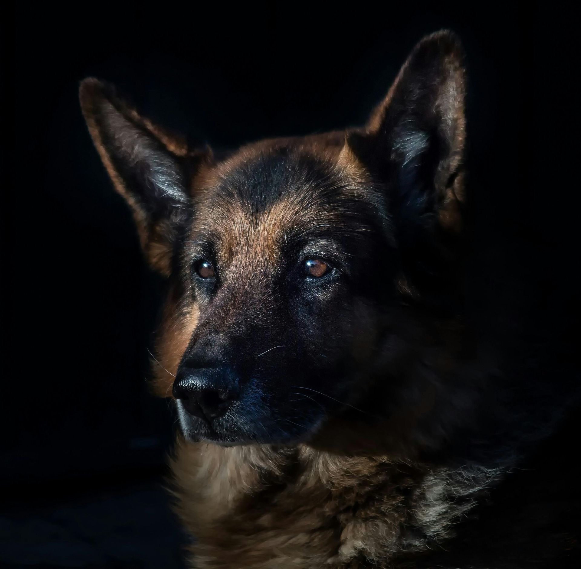 A portrait of a German Shepherd with dark fur and focused eyes, illuminated against a solid black background.