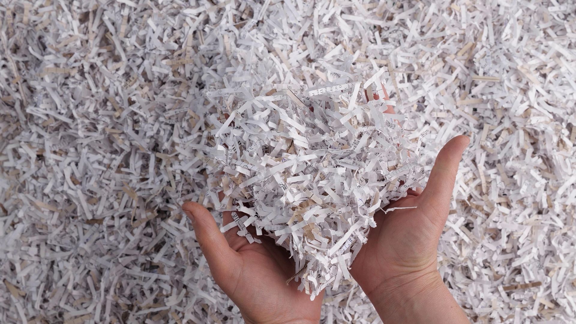 Shredded documents being held by two hands. Shredded documents being held by two hands.