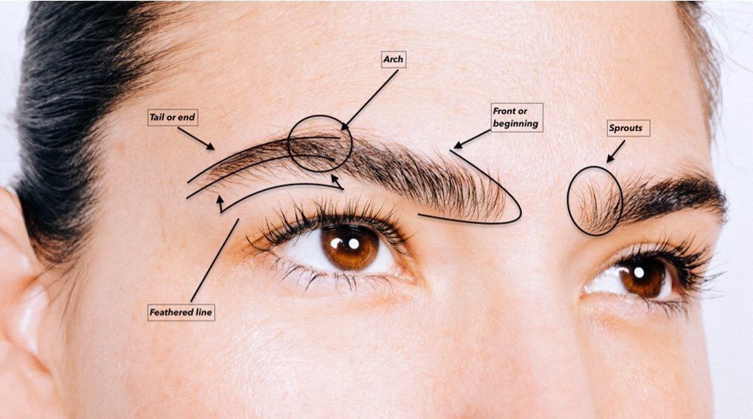 An educational diagram showing anatomical parts of the eyebrow with labels pointing to hair growth, arch, and tail.
