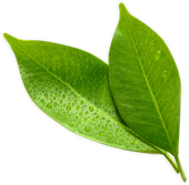 Green Leaf