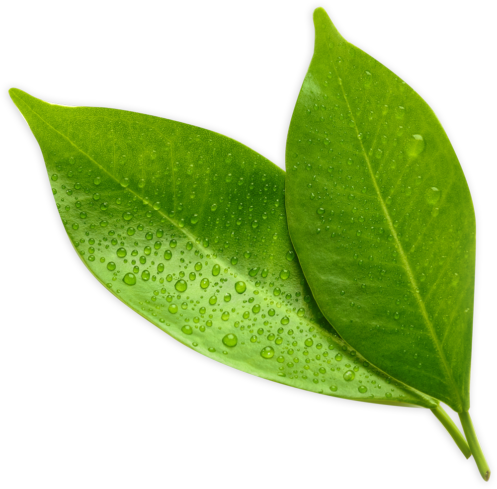 Green Leaf Green Leaf