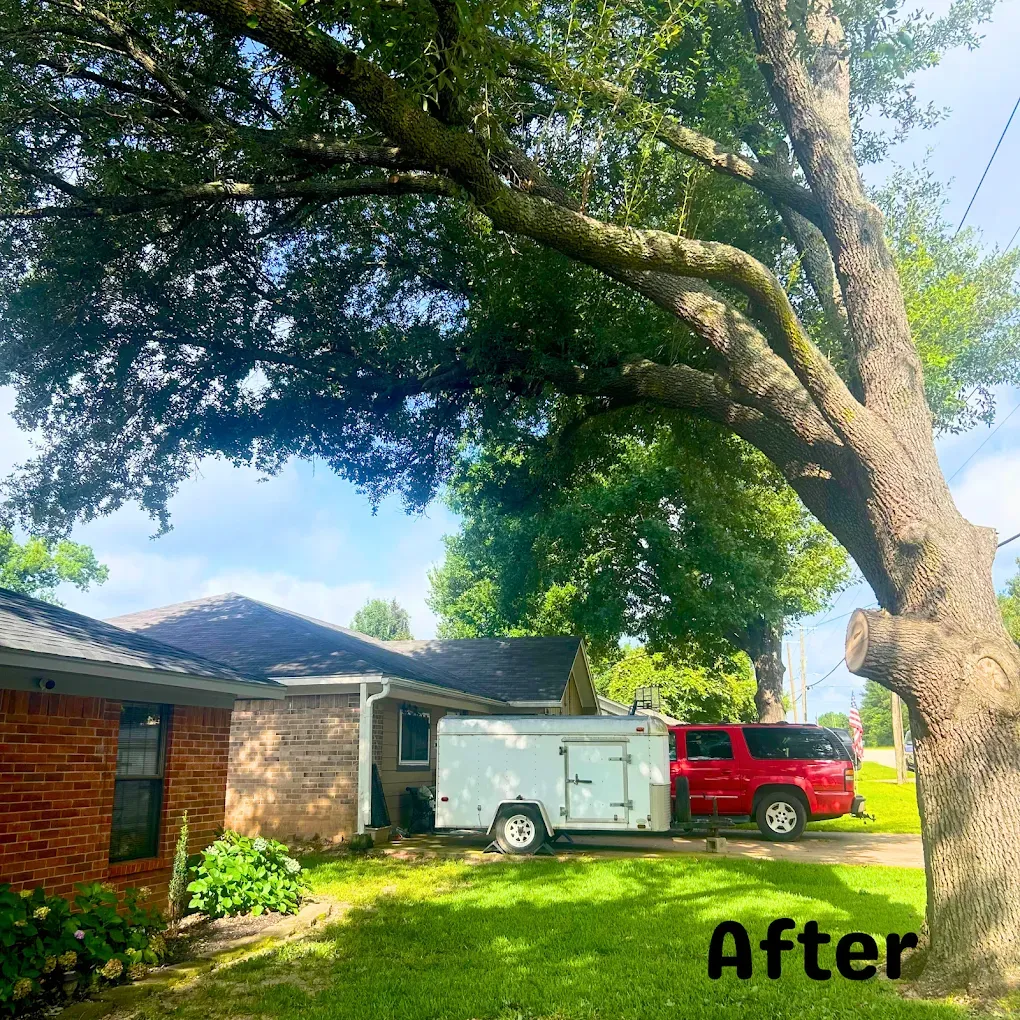 A large tree with a pruned branch over a brick house, a trailer, and a red SUV on a lawn.