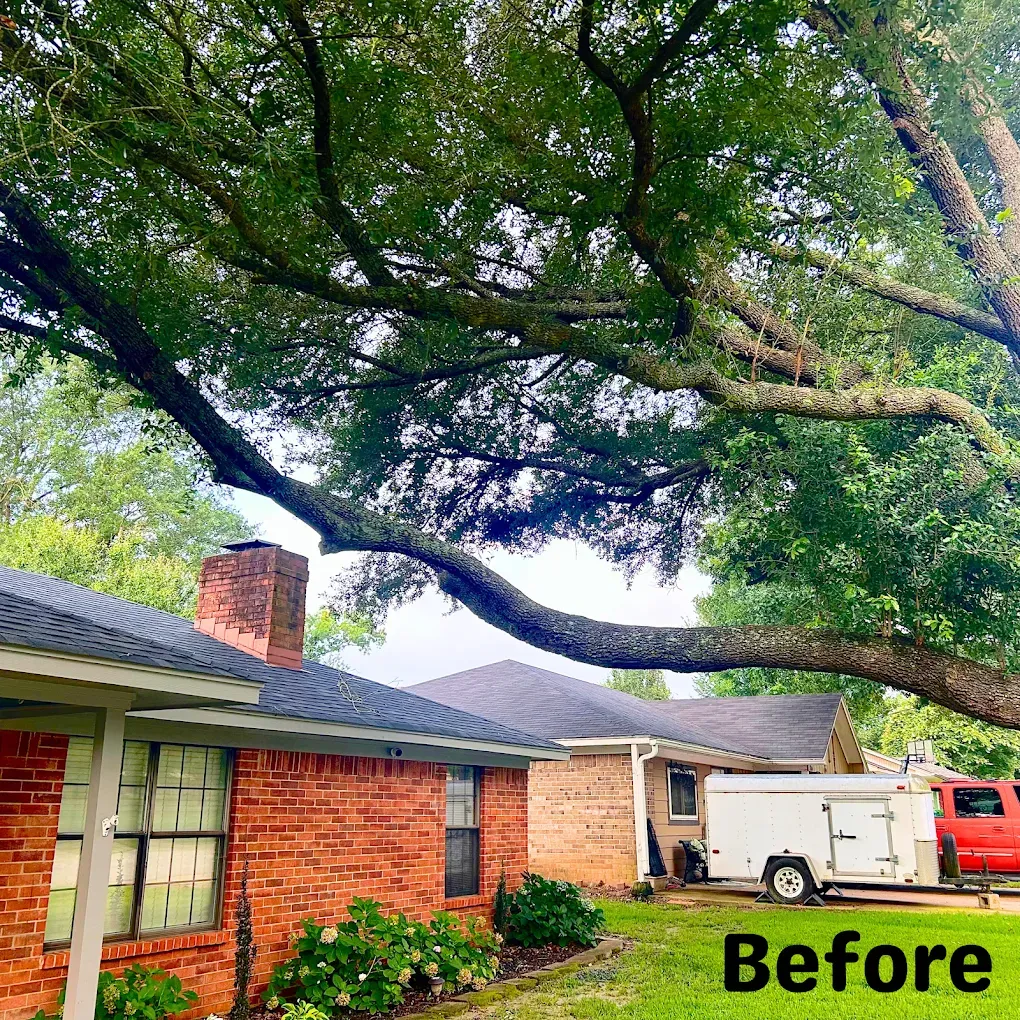 Tree branches overhanging a red brick house; Before.