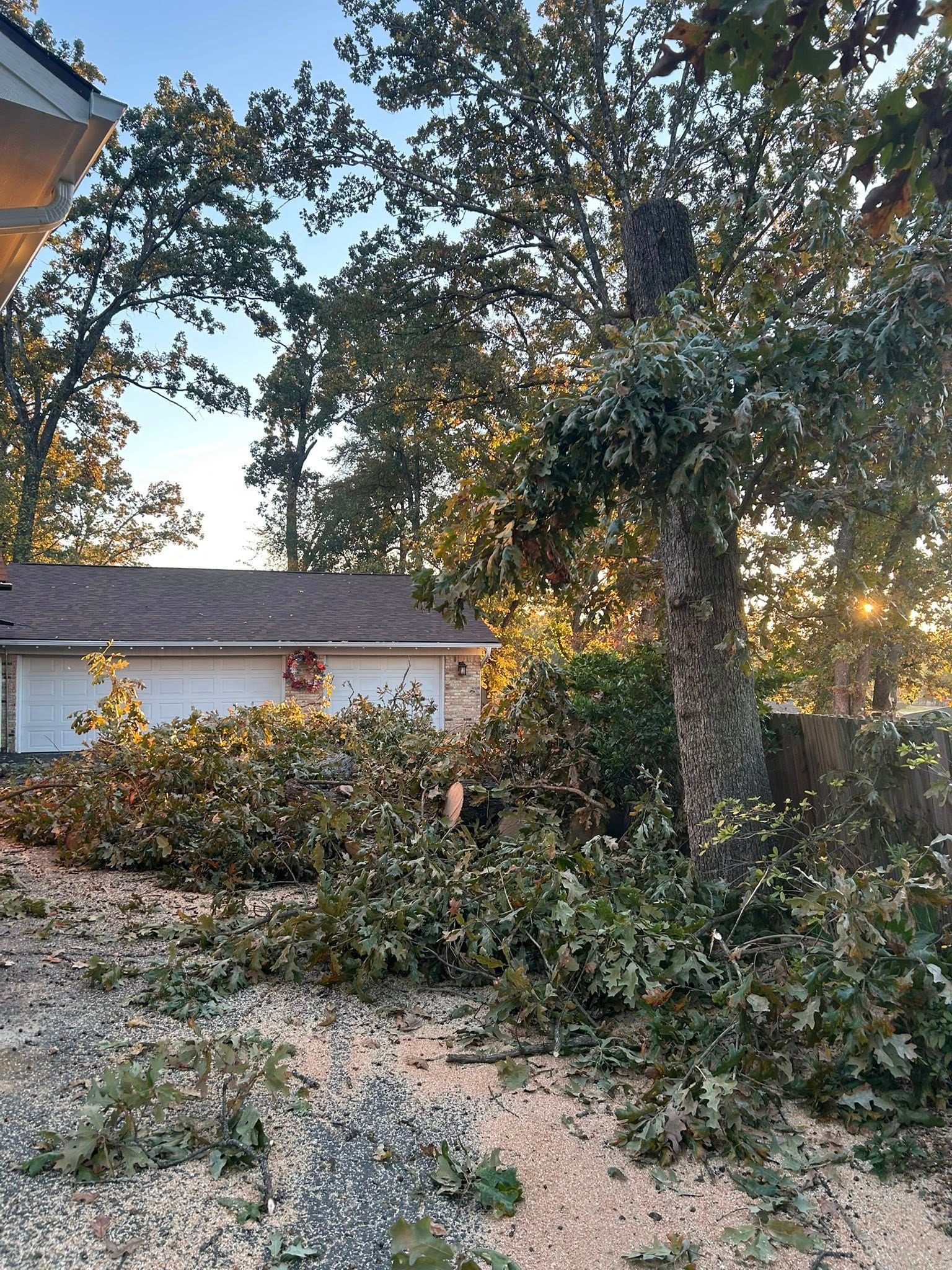 Partially cut tree with debris, near a house with a brown roof, sunlight in background.