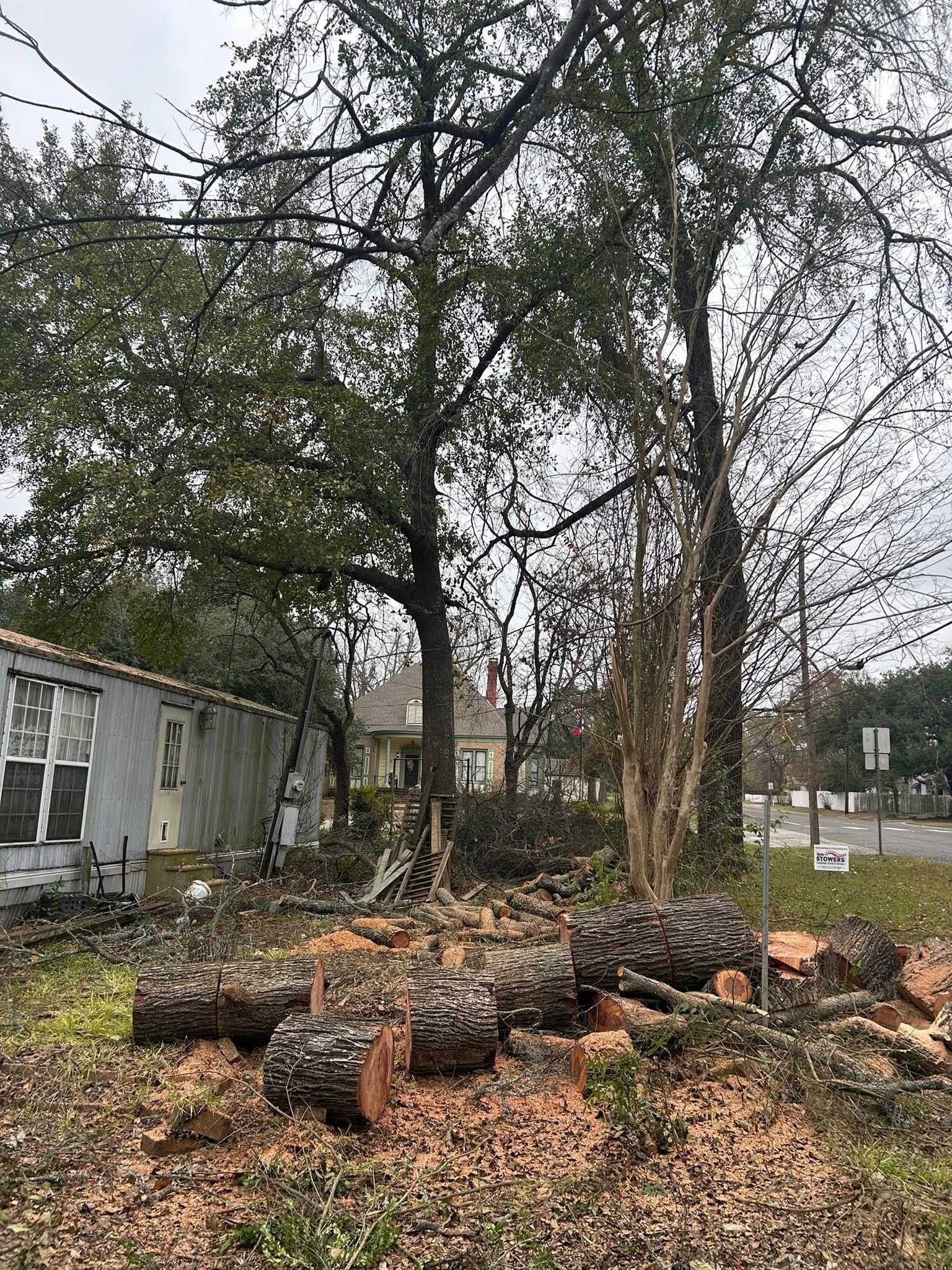 Cut tree logs and wood chips in a yard, trees in the background, a house, and a road.