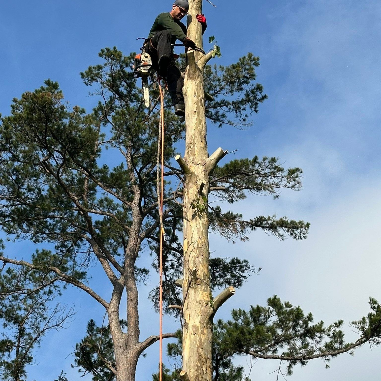 Arborist in a tall tree, using a chainsaw. Blue sky, partly cloudy.