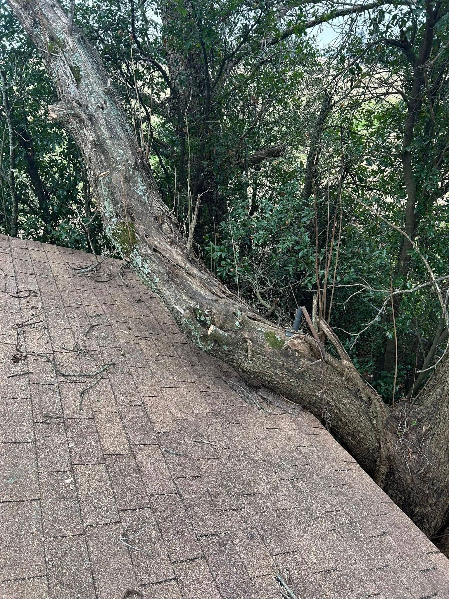 Tree branch resting on a dark, angled rooftop, with lush green foliage in the background.