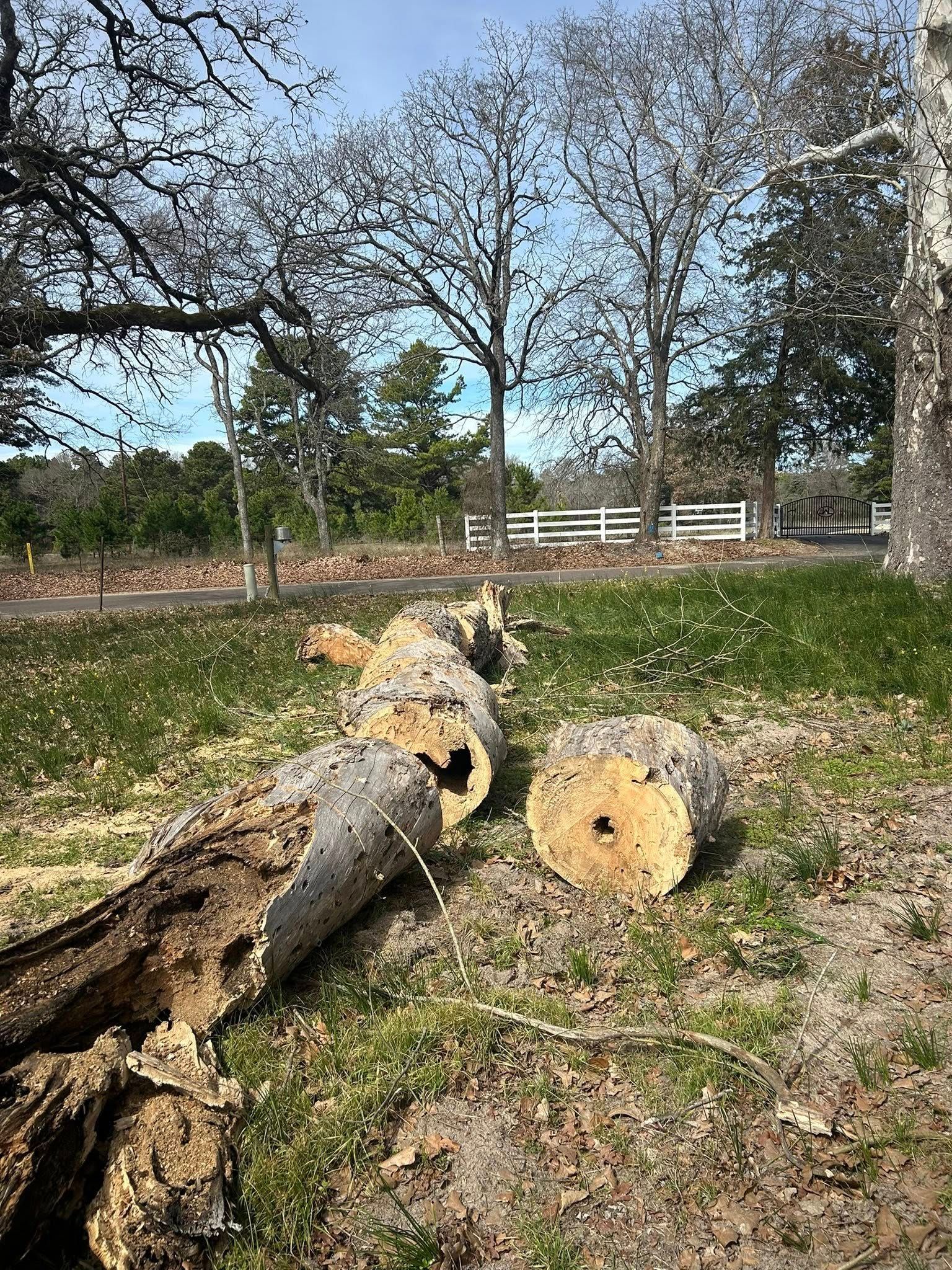 Cut tree trunk on grassy ground, trees and white fence in background. Sunny day.