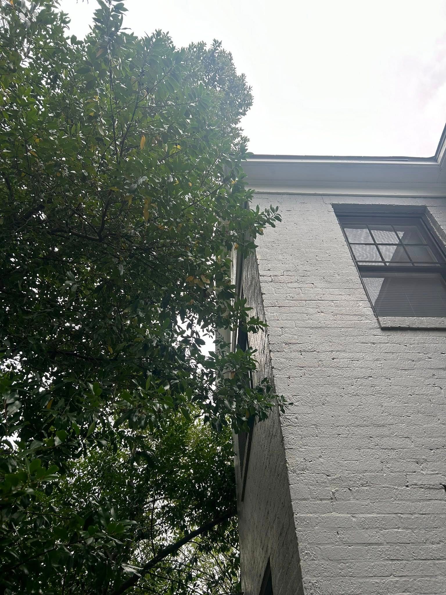 Brick building facade next to a large, leafy tree. A window with closed blinds is visible.